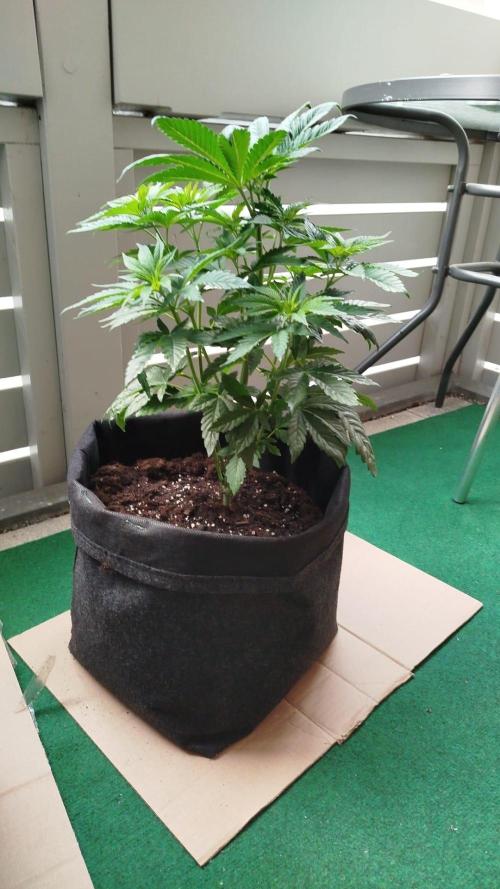 Kritikal Bilbo. Week 5