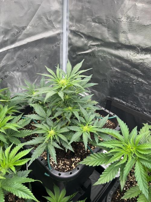 Doppler by Paradise Seeds. Week 7