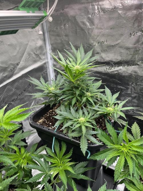 Doppler by Paradise Seeds. Week 7
