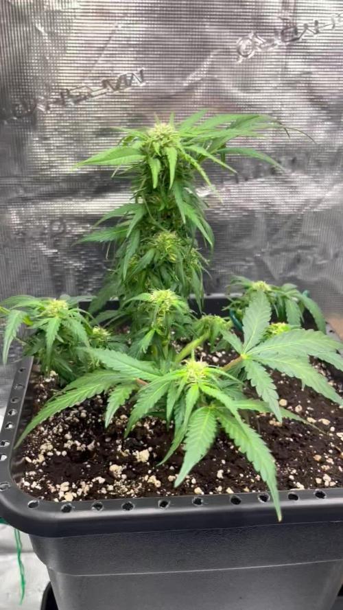 Doppler by Paradise Seeds