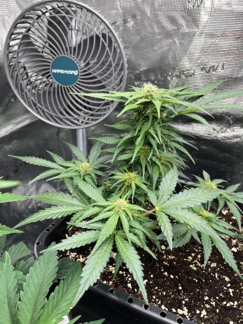 Doppler by Paradise Seeds. Week 8