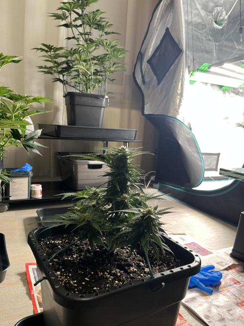 Doppler by Paradise Seeds. Week 8