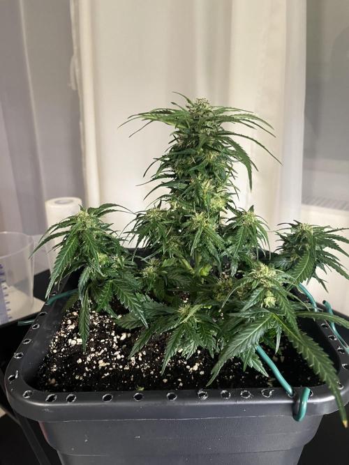 Doppler by Paradise Seeds. Week 8