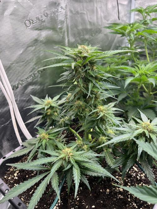 Doppler. Week 8