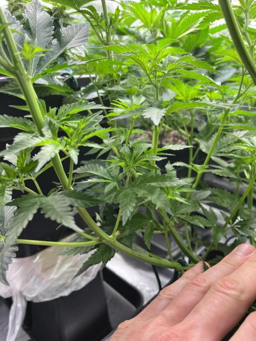Kritikal Bilbo. Week 7