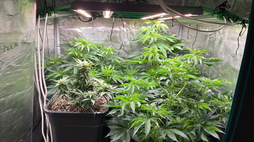 Kritikal Bilbo. Week 8