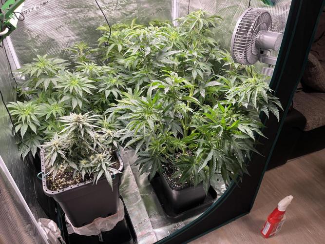 Kritikal Bilbo. Week 9