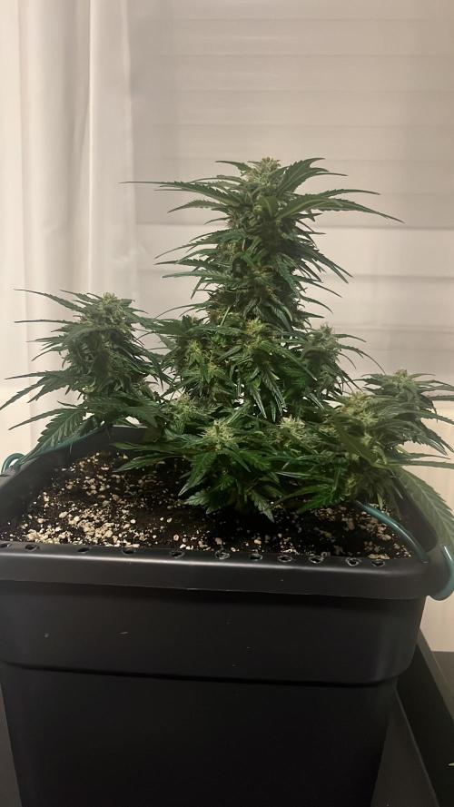 Doppler by Paradise Seeds. Week 9