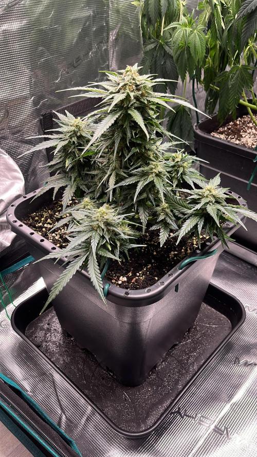 Doppler by Paradise Seeds. Week 9