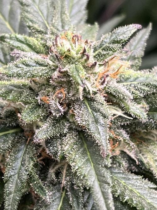Doppler by Paradise Seeds. Week 9