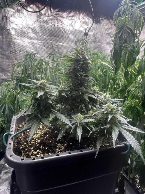 Doppler by Paradise Seeds. Week 9