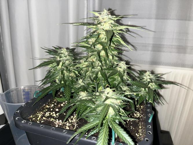 Doppler by Paradise Seeds. Week 9