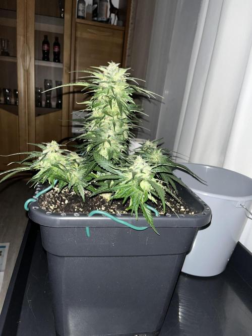 Doppler. Week 9