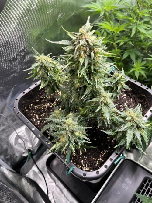 Doppler by Paradise Seeds. Week 10