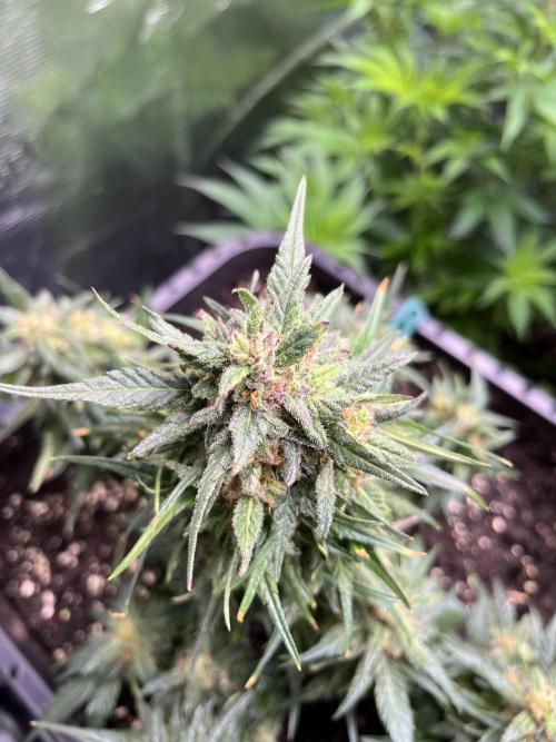 Doppler by Paradise Seeds. Week 10