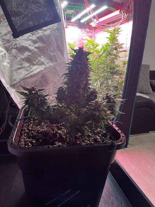 Doppler by Paradise Seeds. Week 10