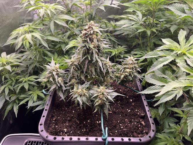 Doppler by Paradise Seeds. Week 10