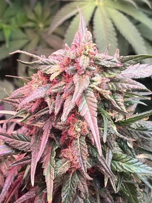 Doppler by Paradise Seeds. Week 10