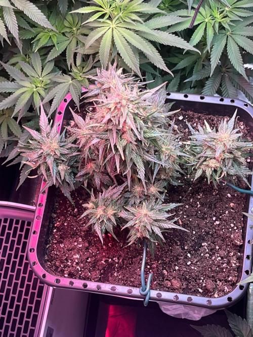 Doppler by Paradise Seeds. Week 10
