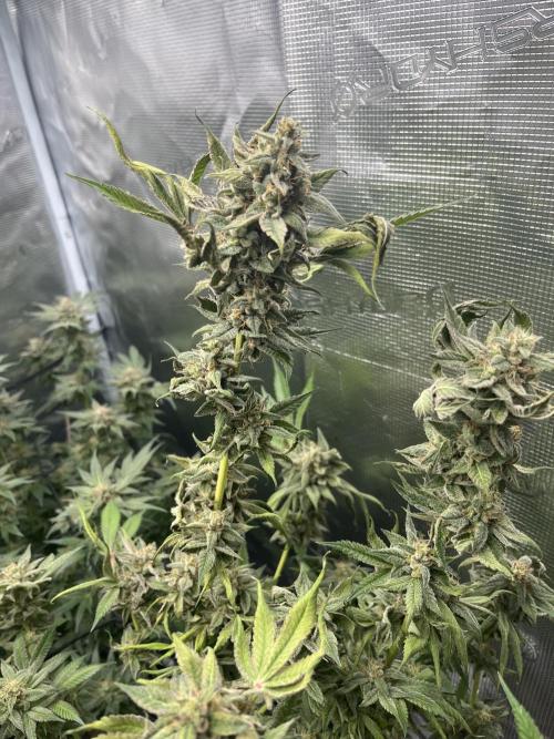 Nebula by Paradise Seeds. Week 17
