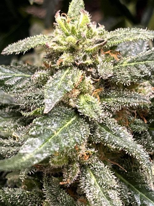 Doppler by Paradise Seeds. Week 11