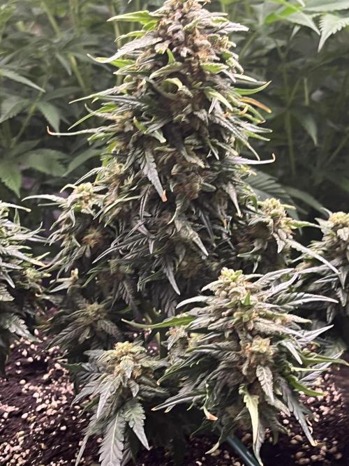 Doppler by Paradise Seeds. Week 11