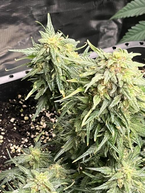 Doppler by Paradise Seeds. Week 11