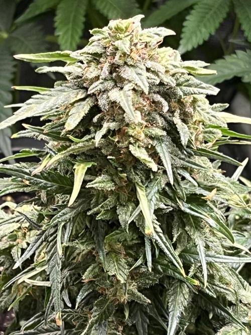 Doppler by Paradise Seeds. Week 11