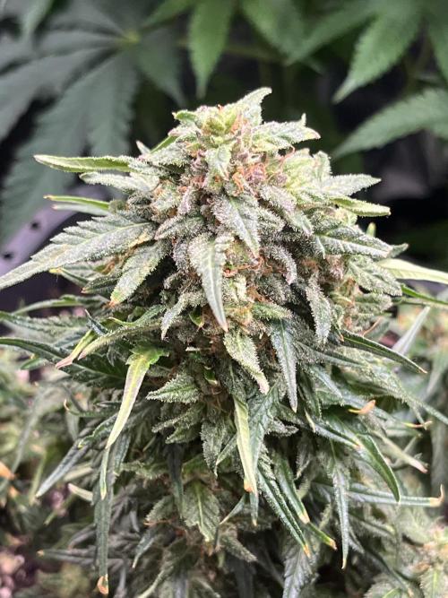 Doppler by Paradise Seeds. Week 11