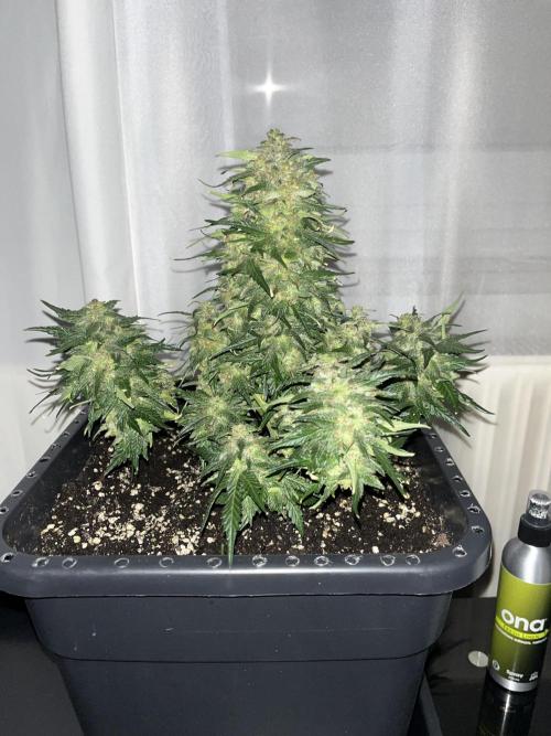 Doppler by Paradise Seeds. Week 11