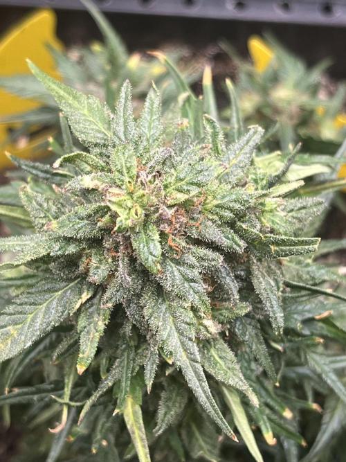 Doppler by Paradise Seeds. Week 11