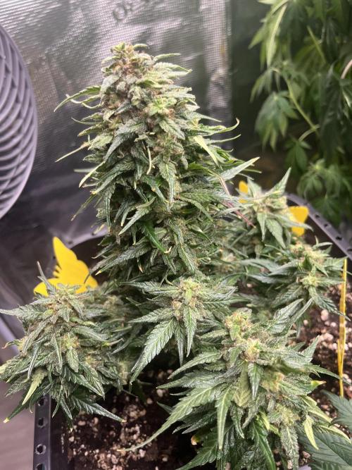 Doppler by Paradise Seeds. Week 11