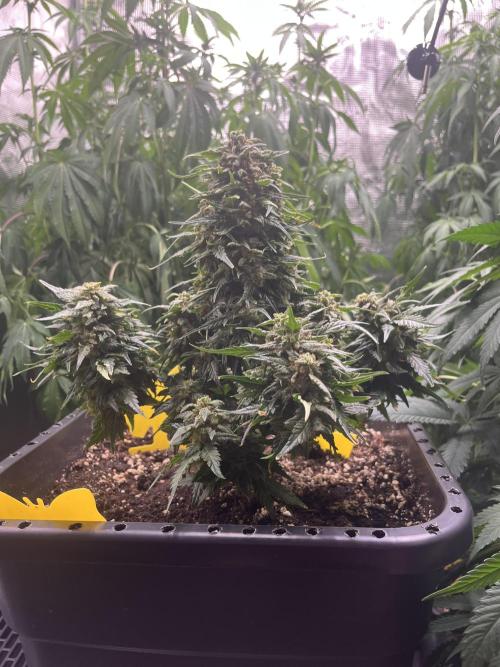 Doppler by Paradise Seeds. Week 11