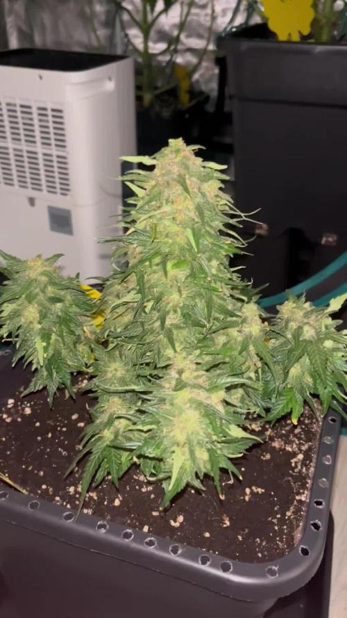 Doppler by Paradise Seeds