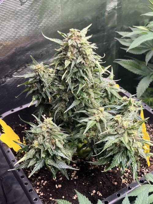 Doppler by Paradise Seeds. Week 11