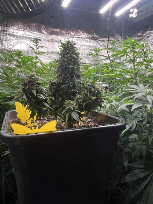 Doppler by Paradise Seeds. Week 11