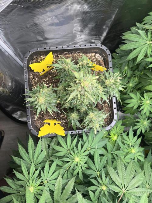 Doppler by Paradise Seeds. Week 12