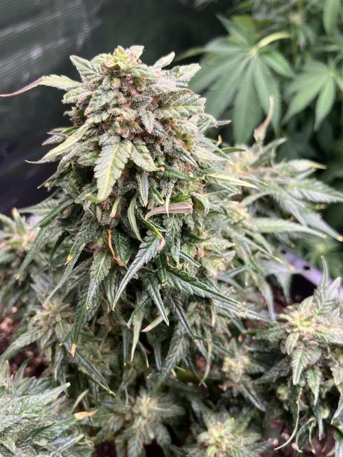 Doppler by Paradise Seeds. Week 12