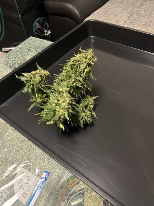Doppler by Paradise Seeds. Week 12
