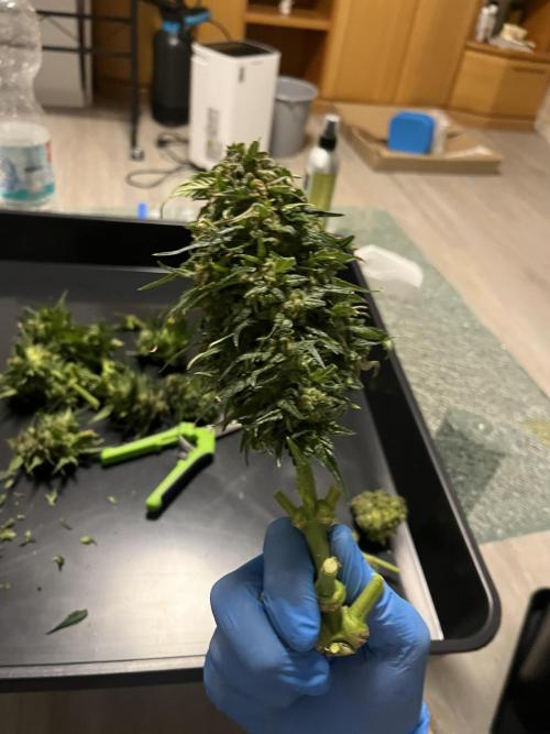 Doppler by Paradise Seeds. Week 12