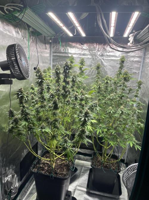 Kritikal Bilbo. Week 14