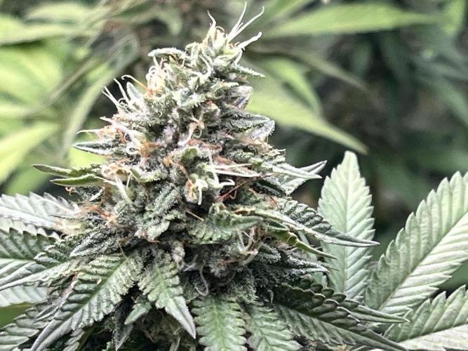 Vamonos Muchachos 🤪😎🤙🏼. Week 15