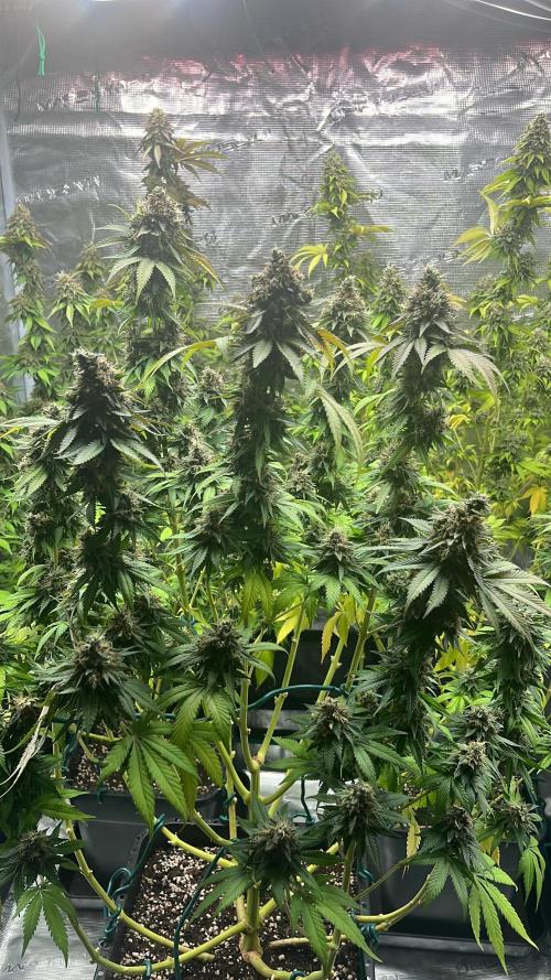 Kritikal Bilbo. Week 16