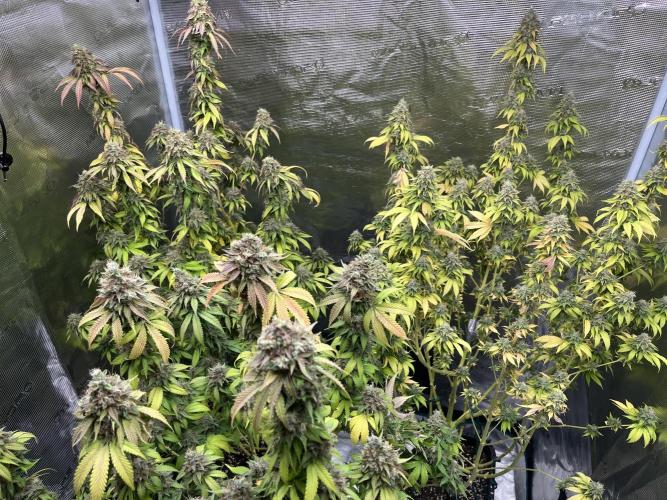 Kritikal Bilbo. Week 17