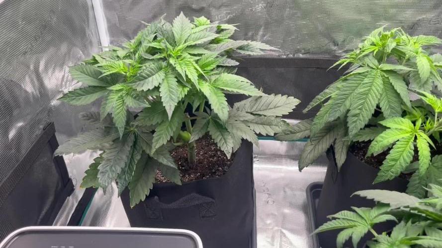 Nebula by Paradise Seeds