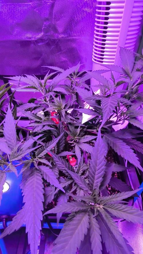 Gorilla Skittlez,Girl scout Cookies