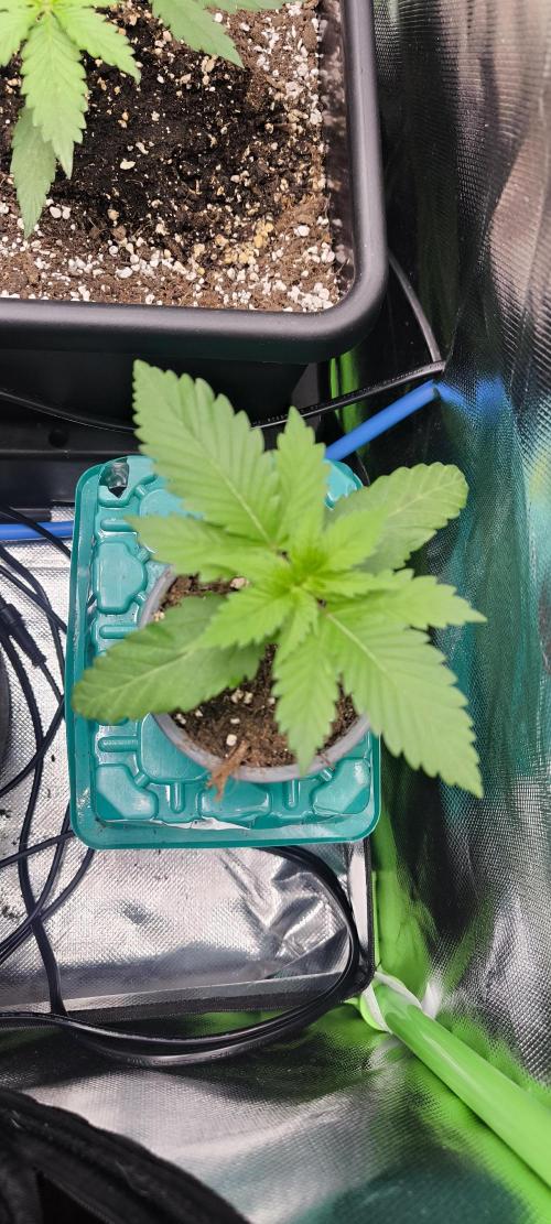 Sunday Punch Early Version. Week 3 - Tag:16