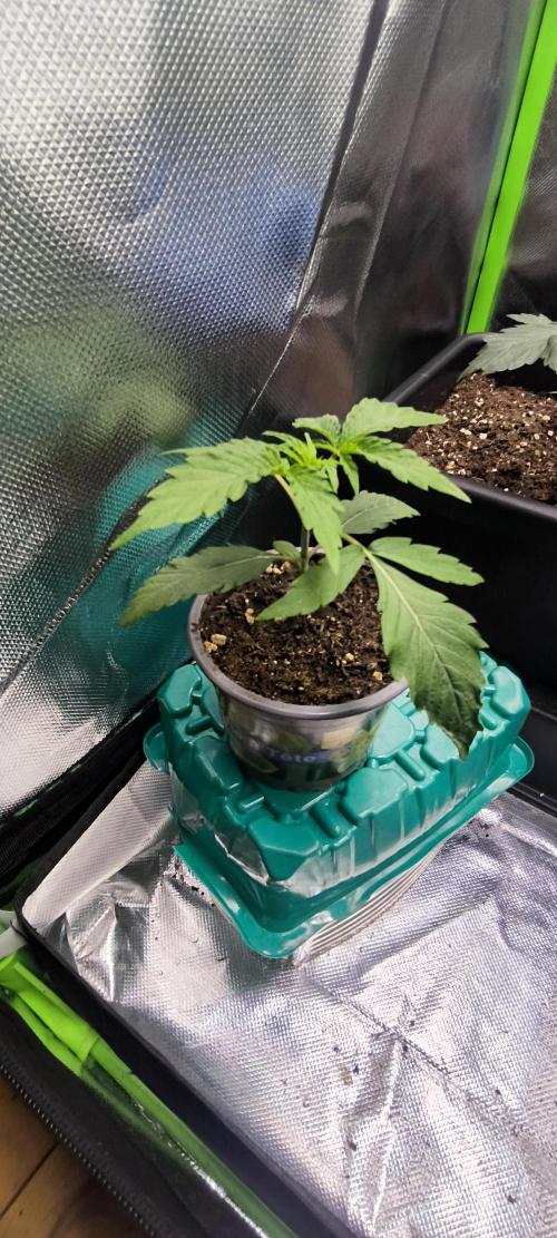 Sunday Punch Early Version. Week 3 - Tag:17
Umzug