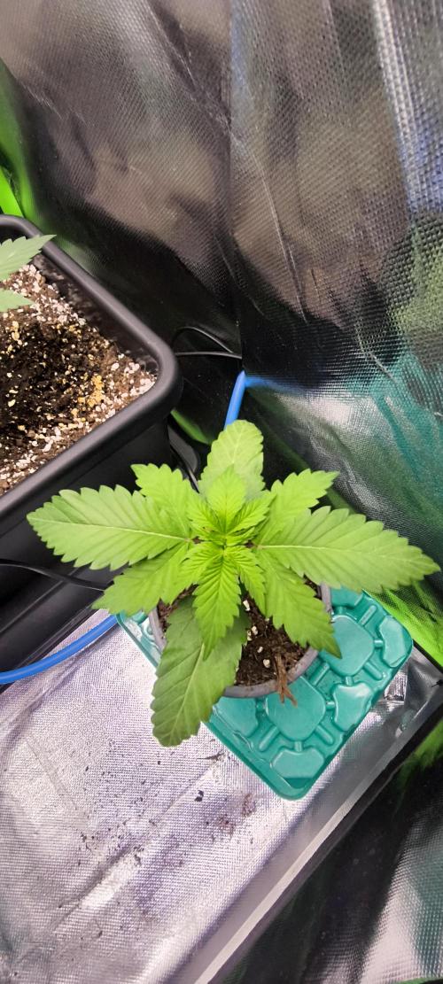 Sunday Punch Early Version. Week 3 - Tag:17
Umzug