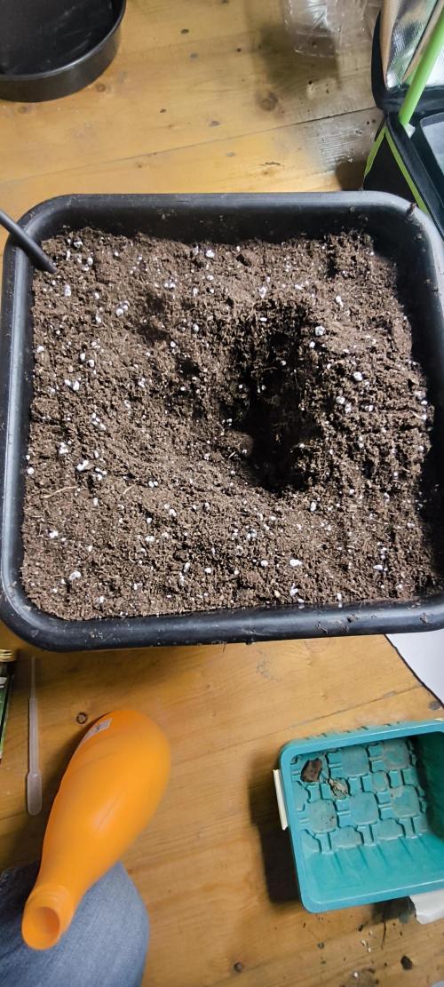 Sunday Punch Early Version. Week 3 - 15 liter ahuu